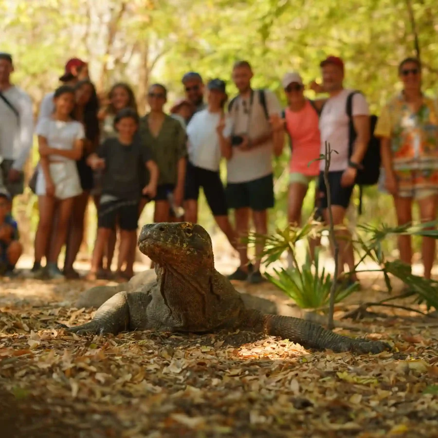 Open Trip Labuan Bajo Komodo