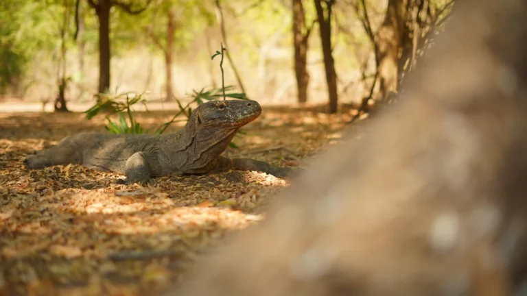 Mengapa Komodo Hanya Ada di Indonesia? Temukan Alasannya!