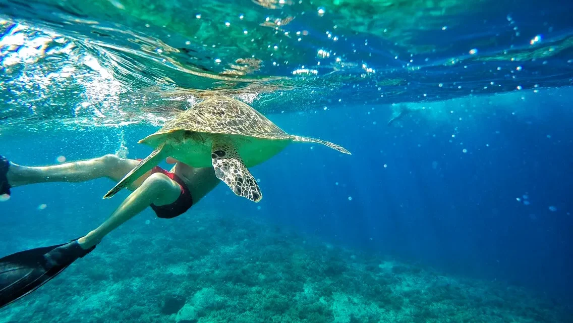 Berenang bersama Penyu di Gili Trawangan (sumber: wikimedia-commons)