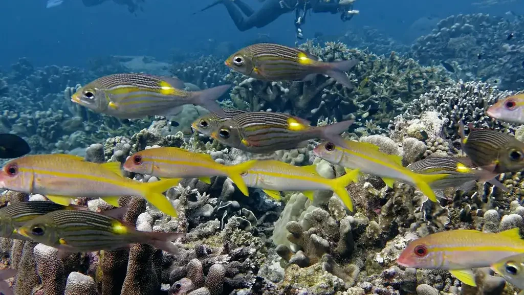 Freedive di Laut Banda (source: flickr)