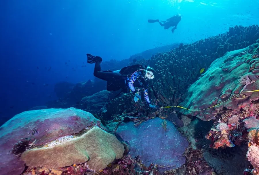 Galaxea astreata (sumber oceangardener)