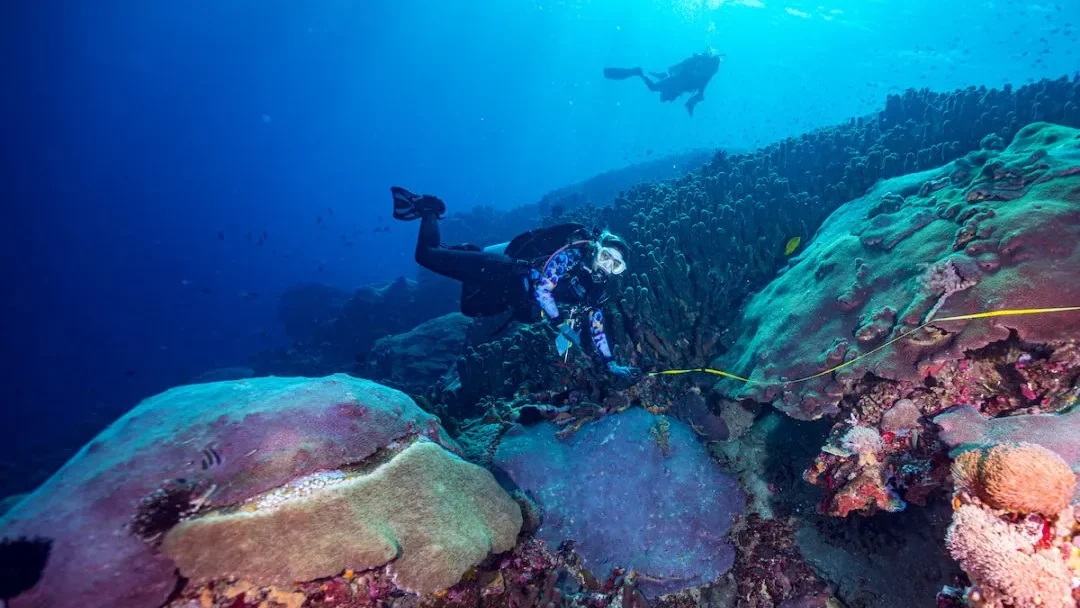 Galaxea astreata (sumber oceangardener)