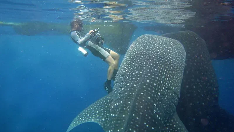 Hiu Paus (Whale Shark) di Teluk Cenderawasih