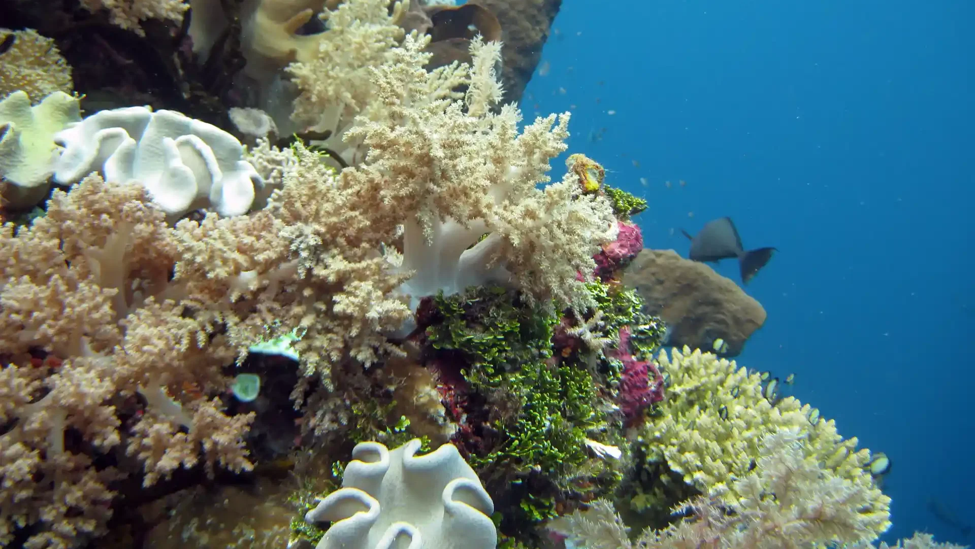 Keindahan Bawah Laut Wakatobi (sumber: wikimedia-commons)