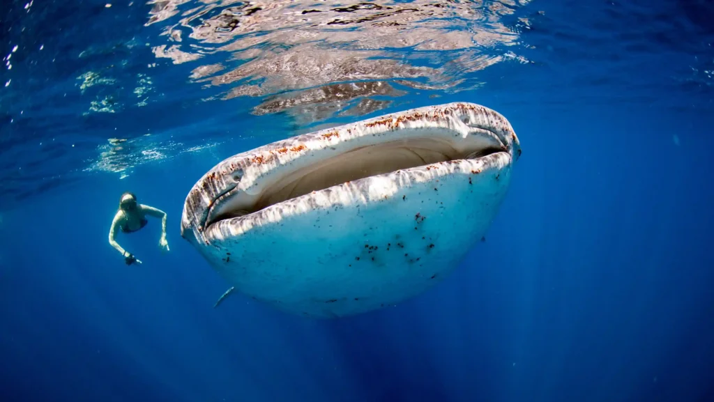 Whale Shark Point, Sumbawa | IndonesiaJuara Trip