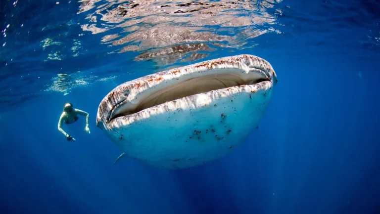 Destinasi Seru untuk Berenang Bersama Whale Shark di Indonesia