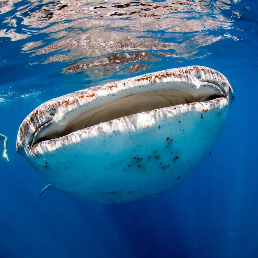 Whale Shark Point, Sumbawa | IndonesiaJuara Trip