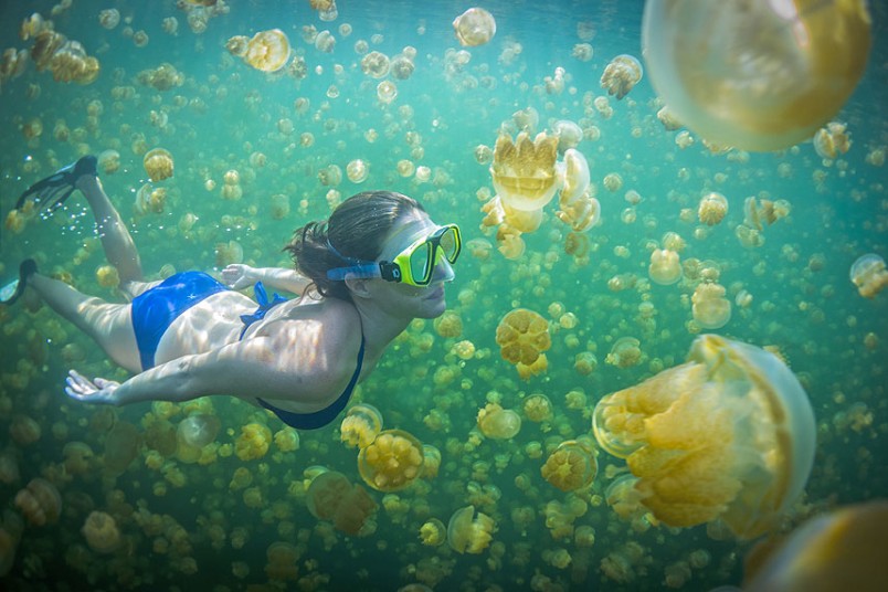 Berenang dengan jellyfish di Kakaban, Derawan | Paket Wisata Derawan | Indonesia Juara Trip