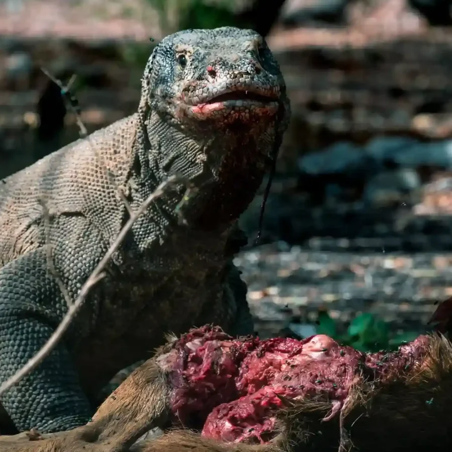 Komodo | IndonesiaJuara Trip