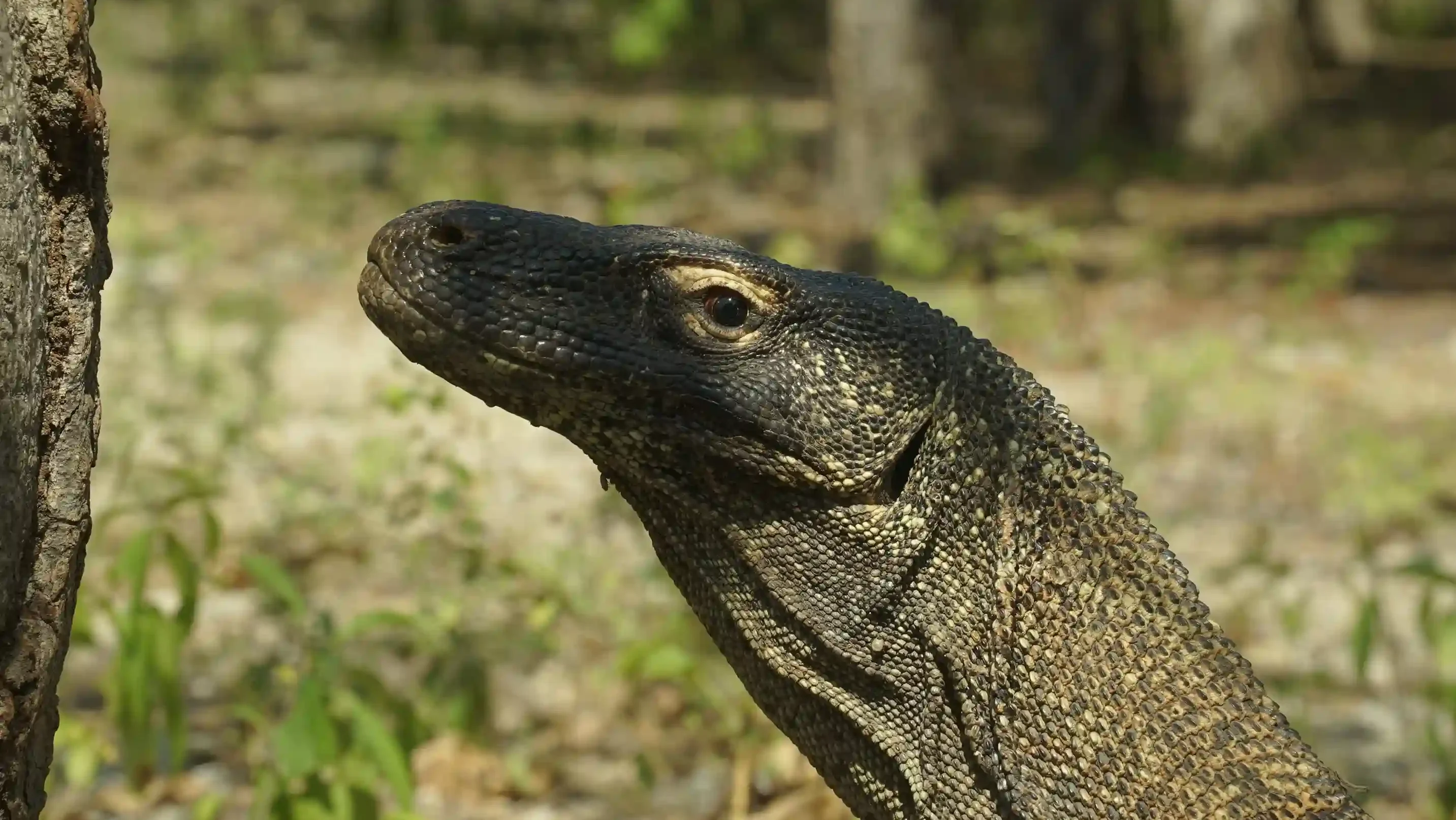 Close Up Komodo | IndonesiaJuara Trip