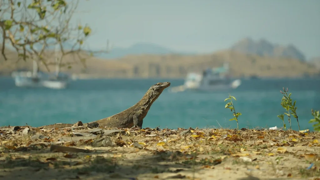 Komodo di Pulau Komodo | IndonesiaJuara Trip