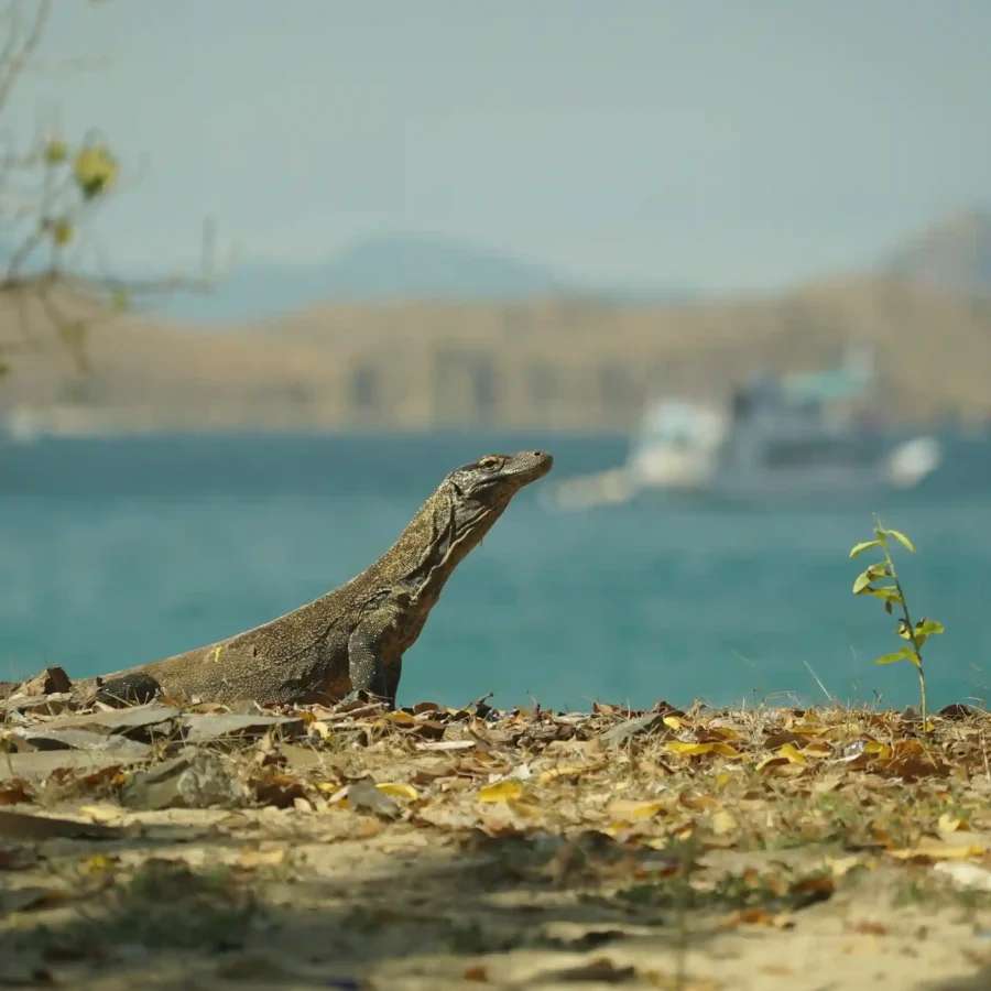 Komodo di Pulau Komodo | IndonesiaJuara Trip