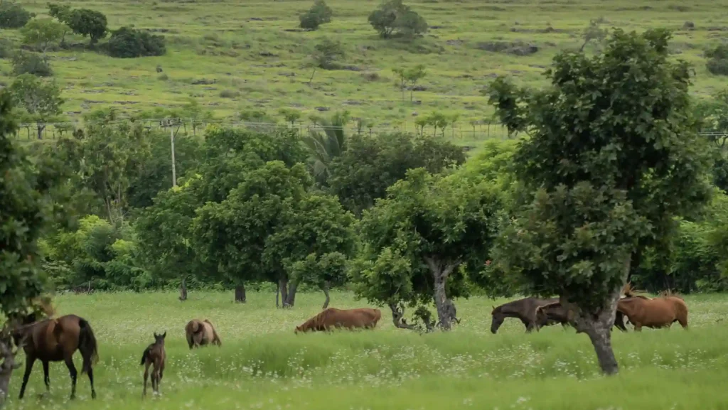 Kuda Liar di Savana Puru Kambera Sumba | Indonesia Juara Trip
