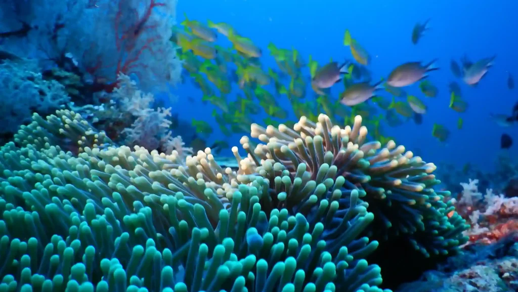 Keindahan Bawah Laut Misool Raja Ampat | Indonesia Juara Trip