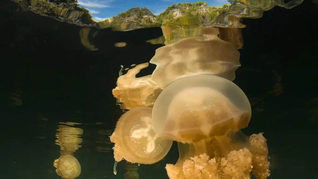 Ubur-Ubur Tanpa Sengat di Danau Lenmakana Misool Raja Ampat | Indonesia Juara Trip