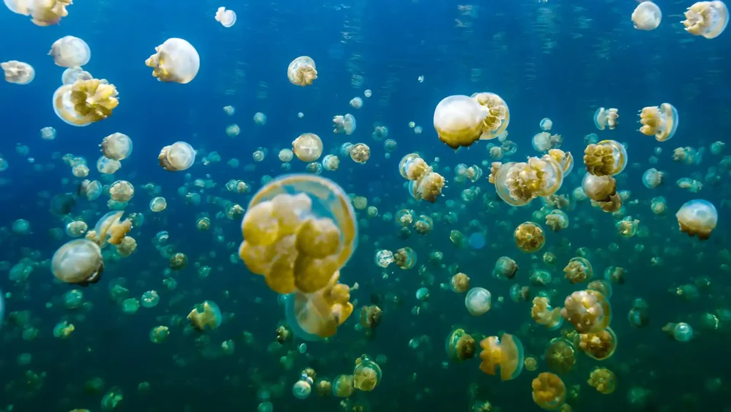 Ubur-Ubur Tanpa Sengat di Danau Lenmakana Misool Raja Ampat | Indonesia Juara Trip