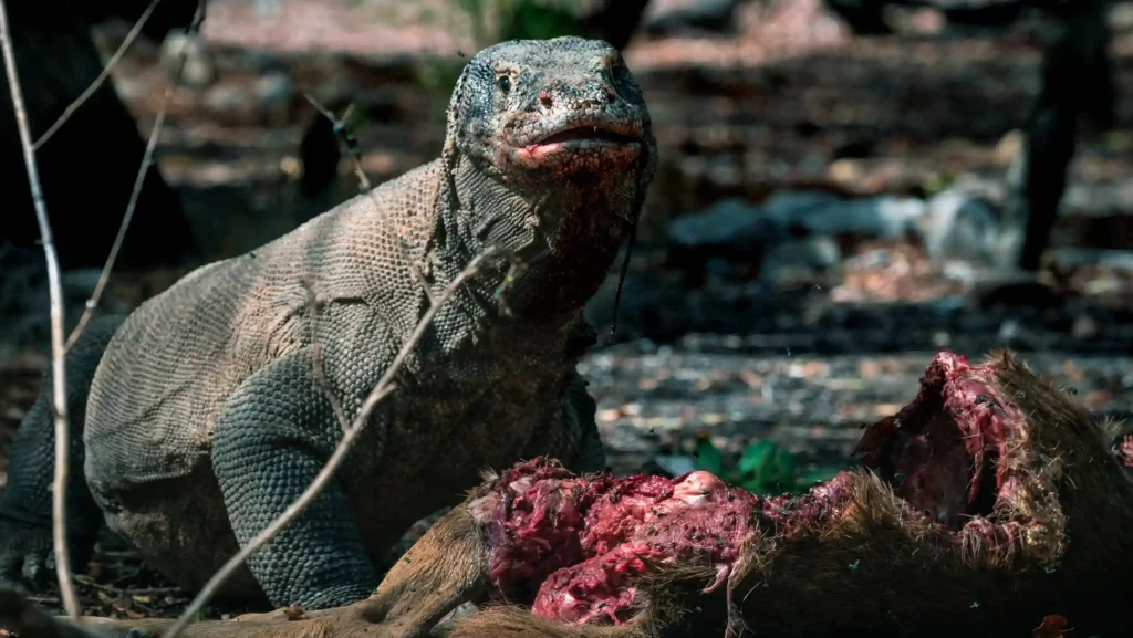 Komodo Dragon | Labuan Bajo Tour | IndonesiaJuara Trip