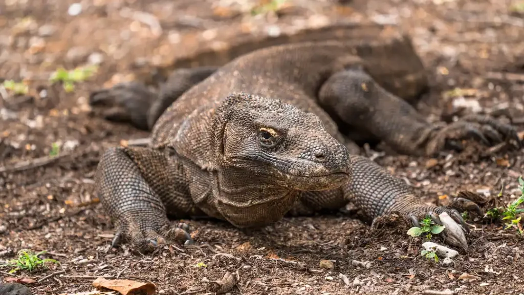 Komodo Dragon | Labuan Bajo Tour | IndonesiaJuara Trip