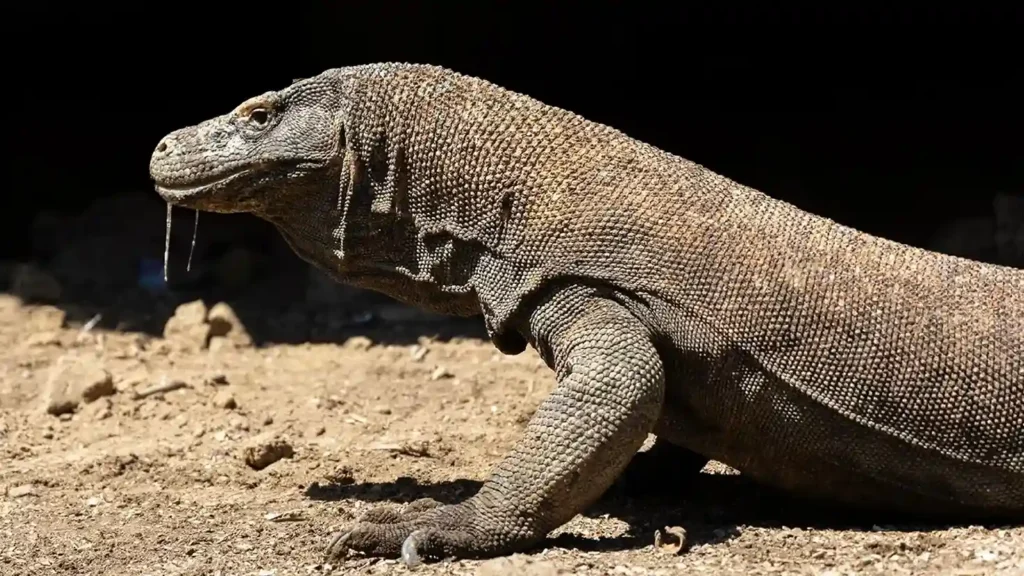 Komodo Dragon | Labuan Bajo Tour | IndonesiaJuara Trip