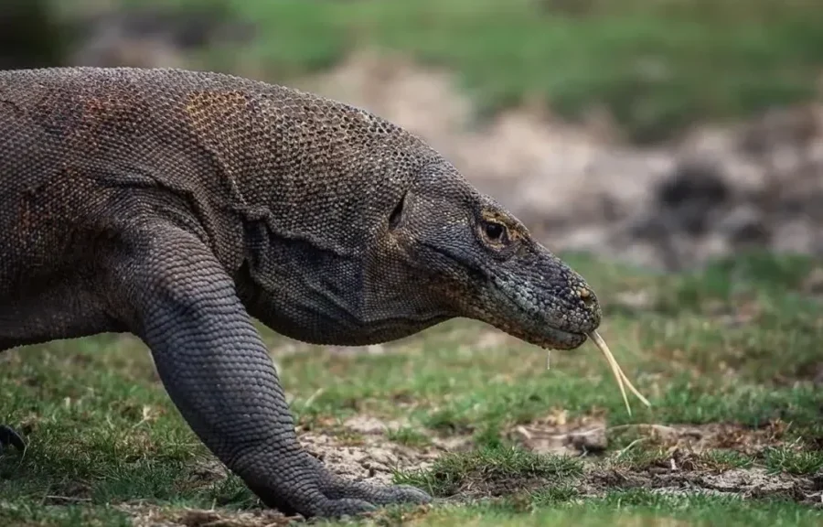 Komodo Dragon | Labuan Bajo Tour | IndonesiaJuara Trip