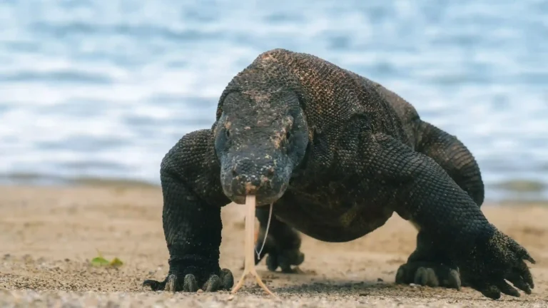 Kapan Waktu Terbaik Melihat Komodo? Ini Info yang Wajib Diketahui Traveler!