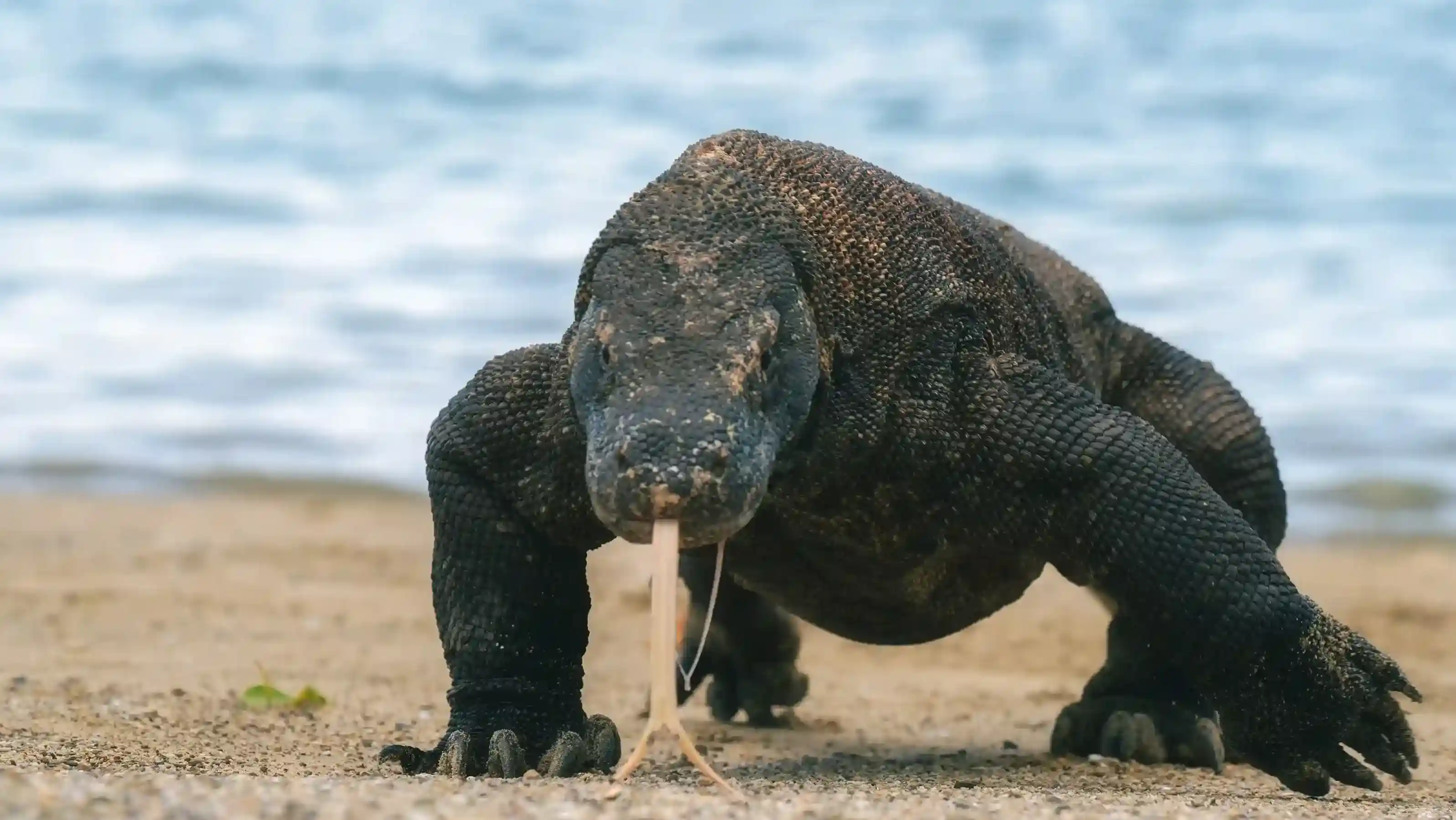 Komodo | Labuan Bajo Tour | IndonesiaJuara Trip