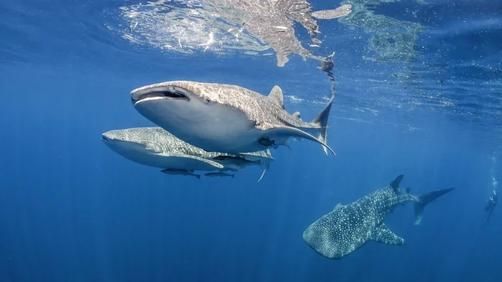 Whale Shark Talisayan | Derawan Tour | IndonesiaJuara Trip