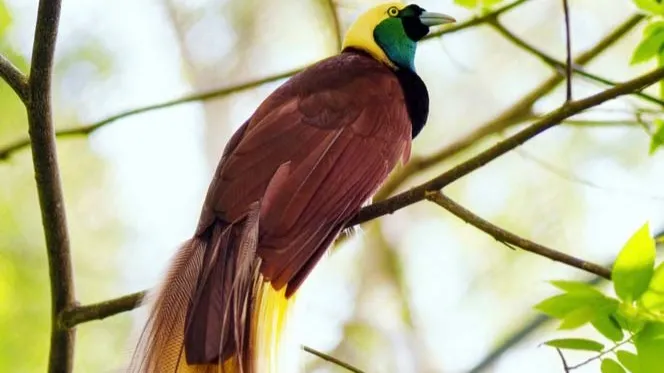 Burung Cendrawasih (Source: ppid.jayapurakab.go.id)
