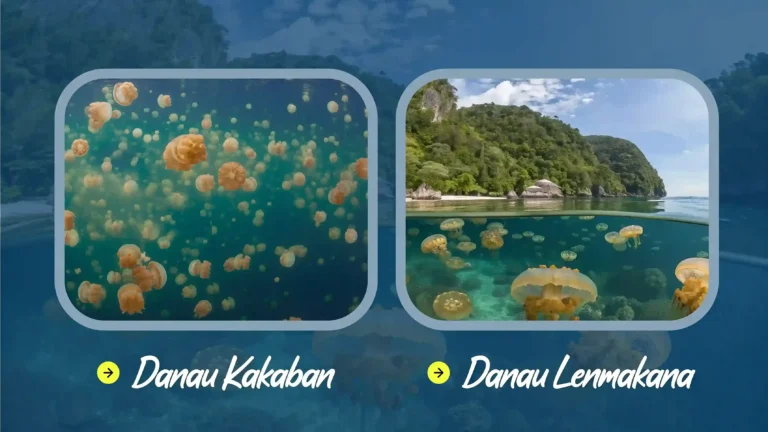 Danau Kakaban atau Danau Lenmakana: Dua Spot Ubur-Ubur Tanpa Sengat di Indonesia Timur