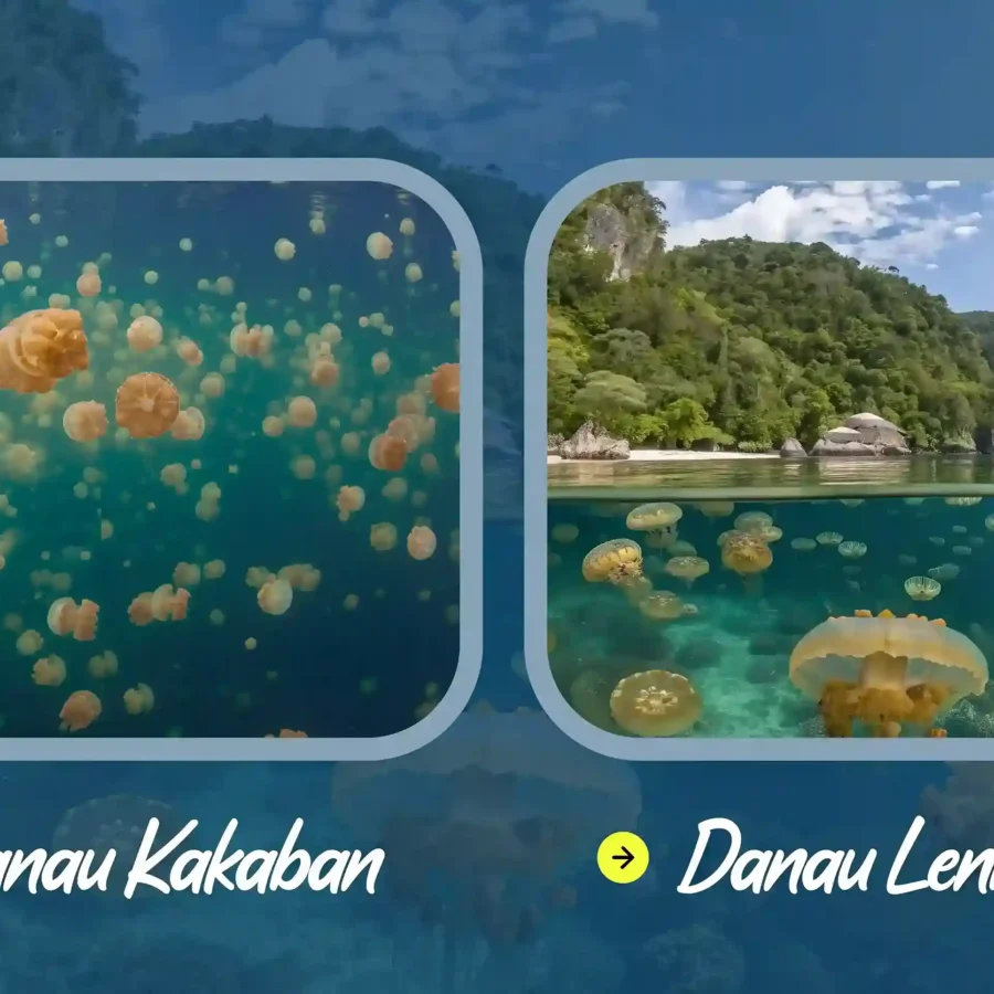 Danau Kakaban atau Danau Lenmakana | Derawan Tour | Misool Tour | IndonesiaJuara Trip