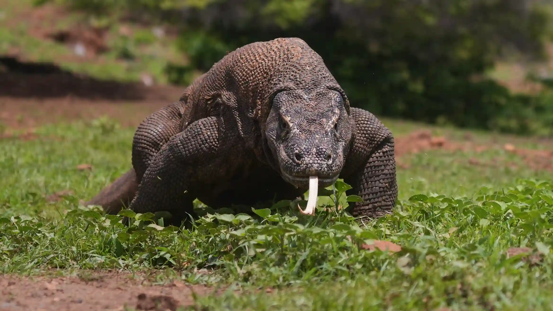 Komodo Dragon | Labuan Bajo Tour | IndonesiaJuara Trip