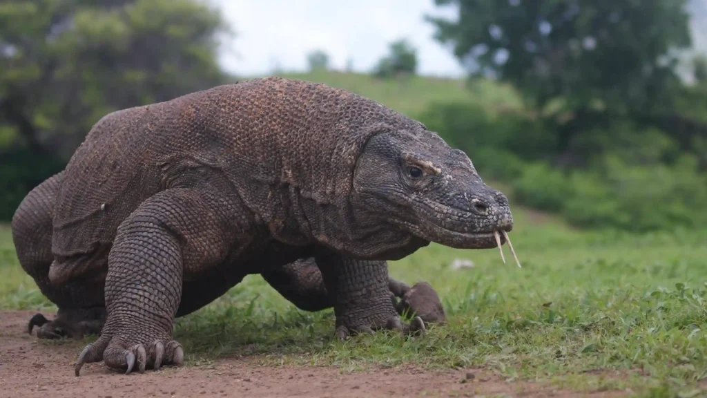Komodo Dragon | Labuan Bajo Tour | IndonesiaJuara Trip