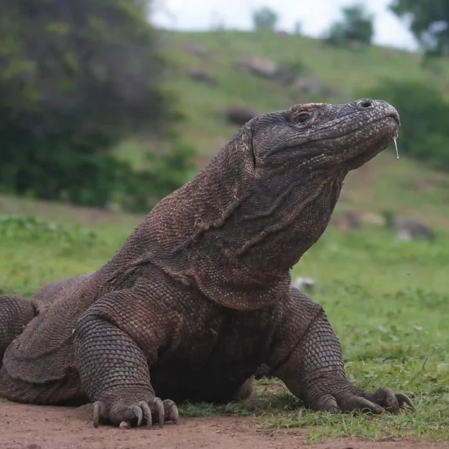 Komodo Dragon | Labuan Bajo Tour | IndonesiaJuara Trip