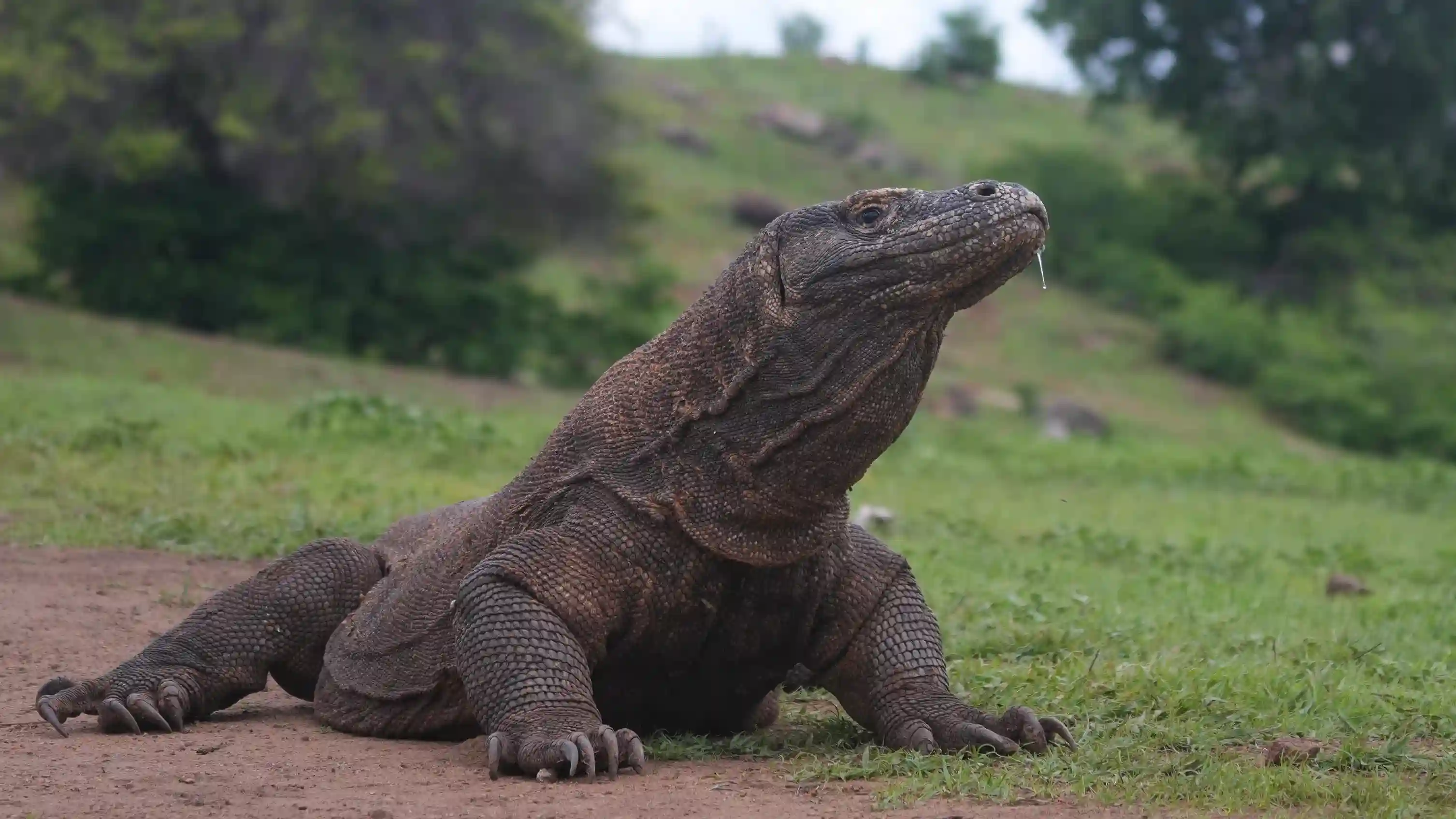 Komodo Dragon | Labuan Bajo Tour | IndonesiaJuara Trip
