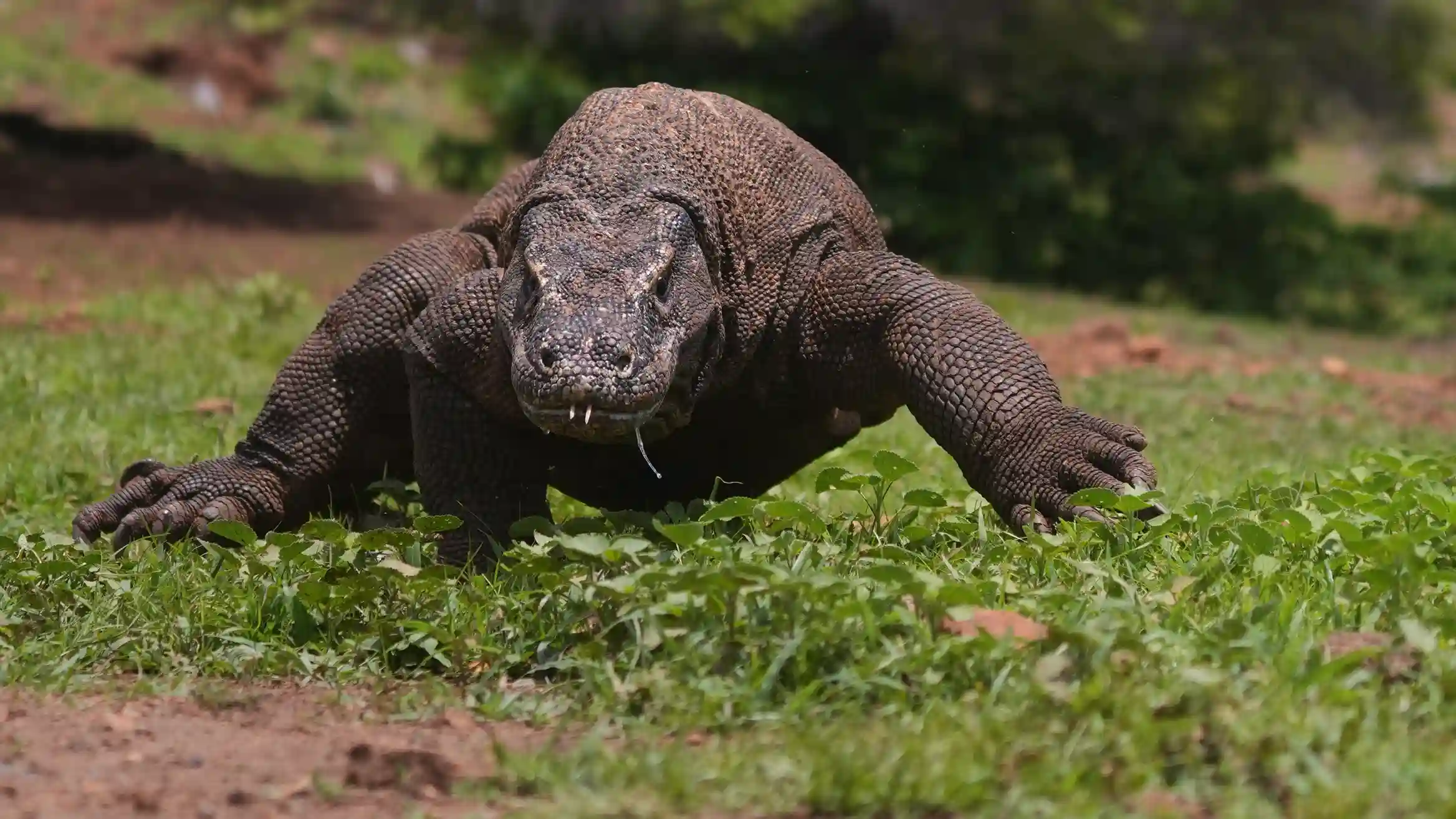 A Komodo dragon observed with a ranger inside Komodo National Park
