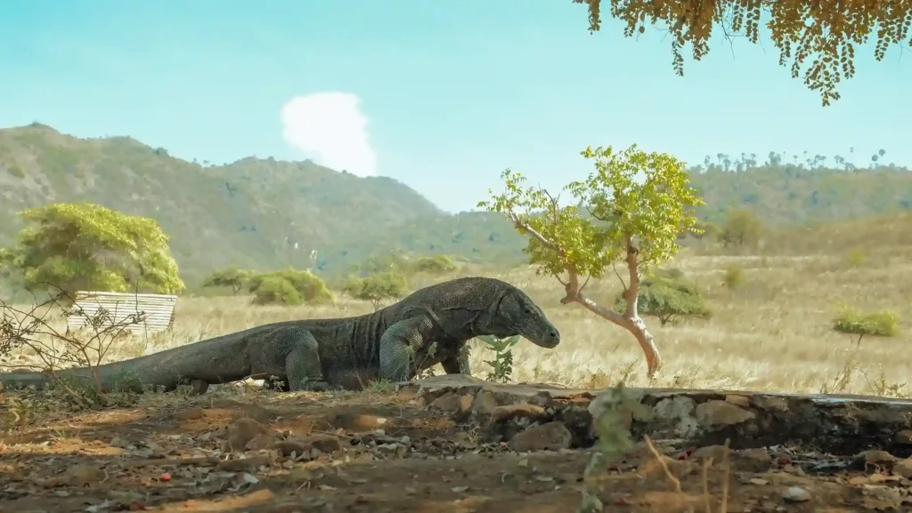 Komodo Dragon | Labuan Bajo Tour | IndonesiaJuara Trip