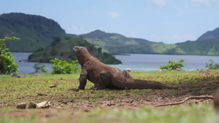 Berapa Lama Komodo Hidup? Cek Faktanya di Sini!
