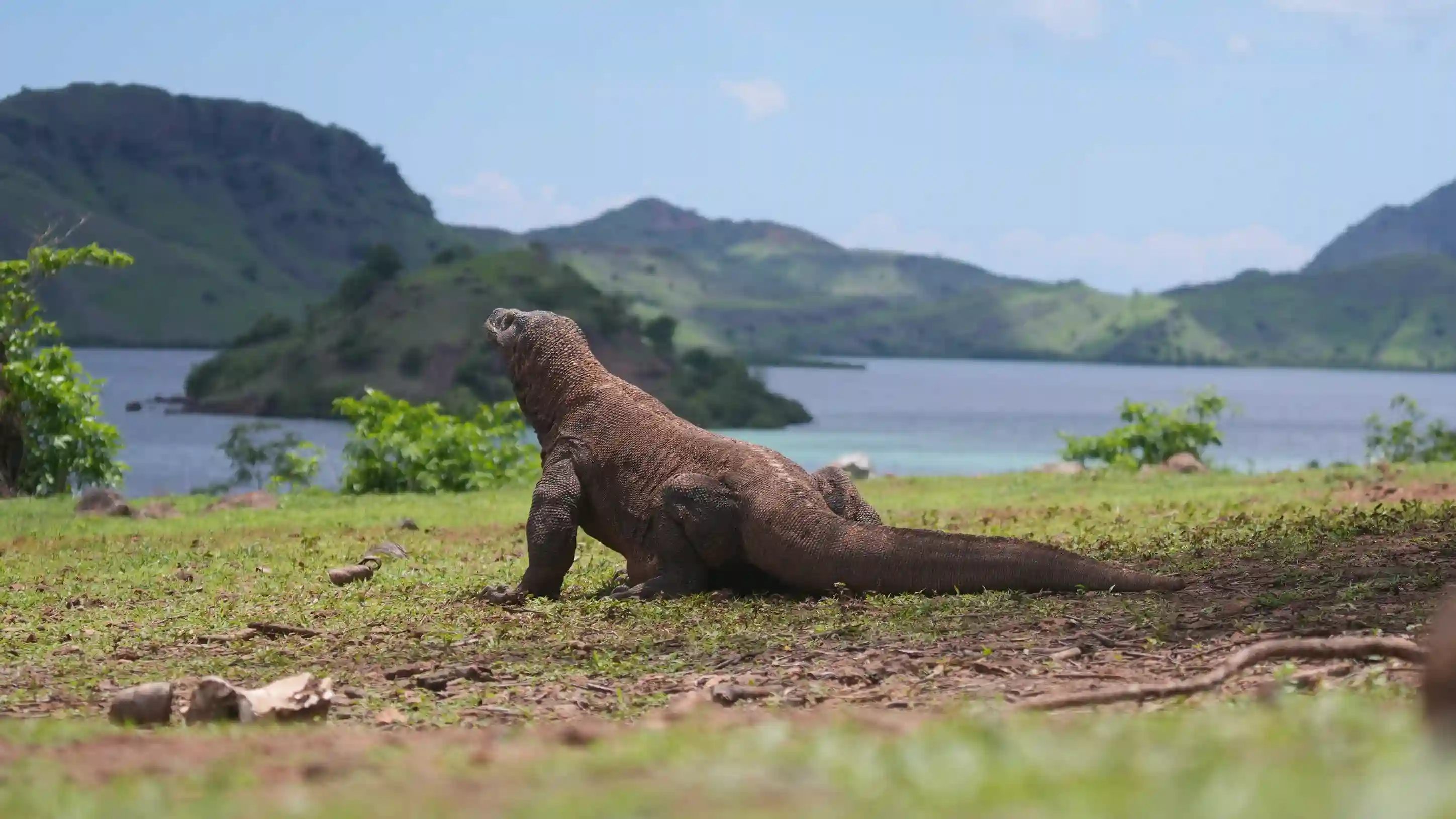 Komodo Dragon | Labuan Bajo Tour | IndonesiaJuara Trip