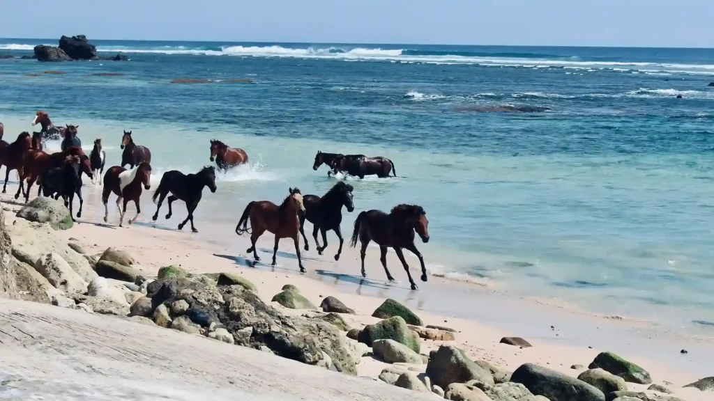 Kuda Sumba (Source: Unsplash | Deepavali Gaind)