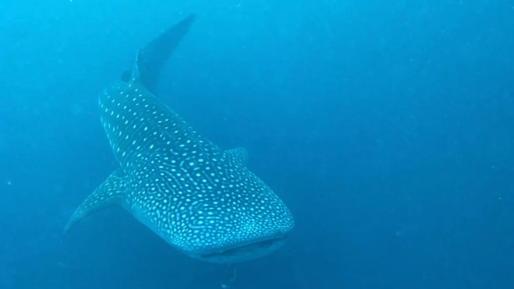 Whale Shark | IndonesiaJuara Trip