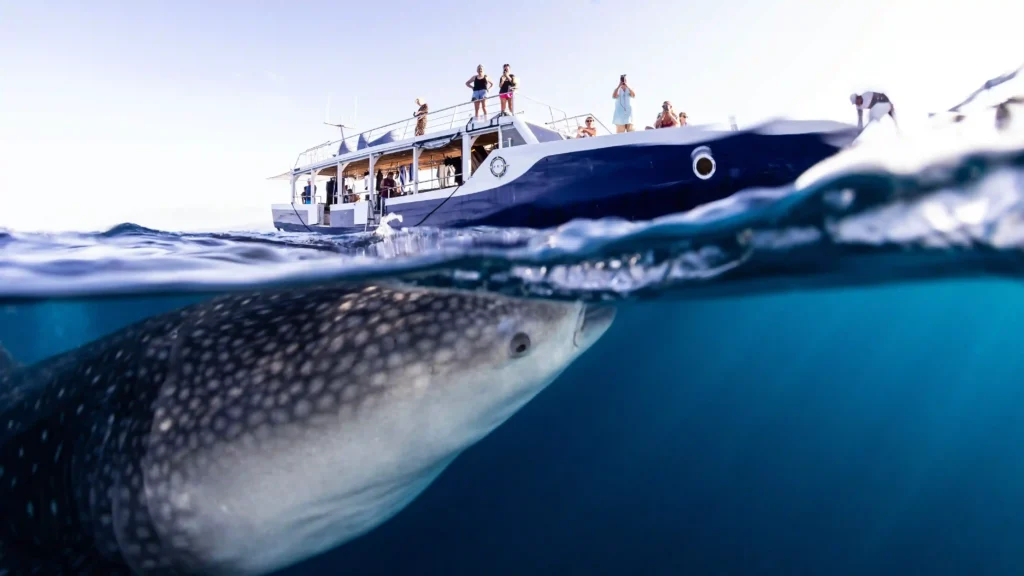 Whale Shark | IndonesiaJuara Trip