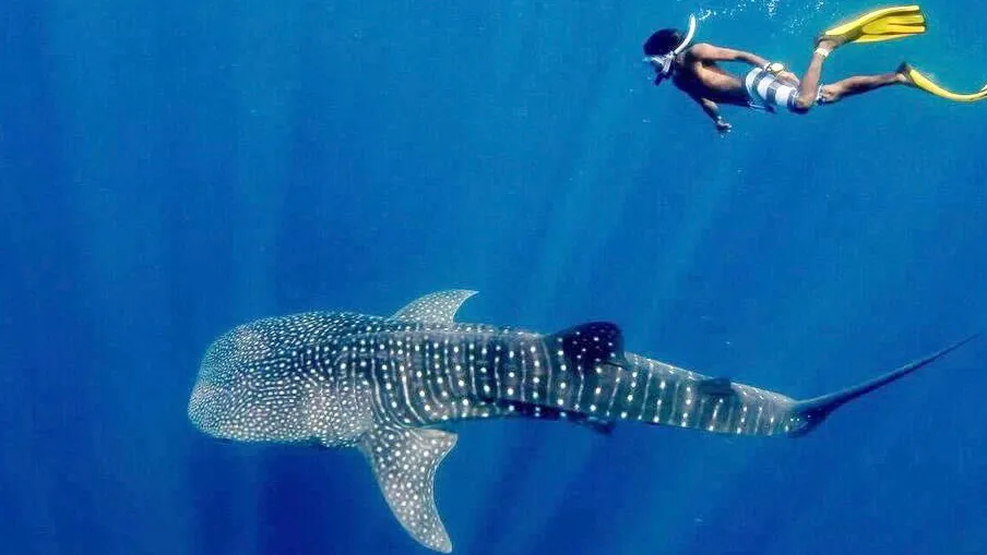Whale Shark | IndonesiaJuara Trip