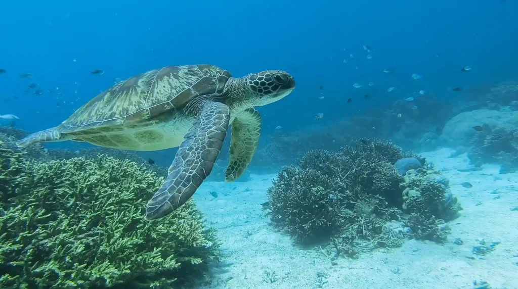 Diving di Labuan Bajo | Labuan Bajo Tour | IndonesiaJuara Trip