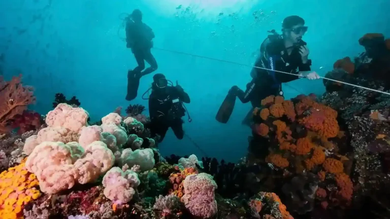 Diving di Labuan Bajo: Pengalaman Seru Menyelami Dunia Bawah Laut Komodo