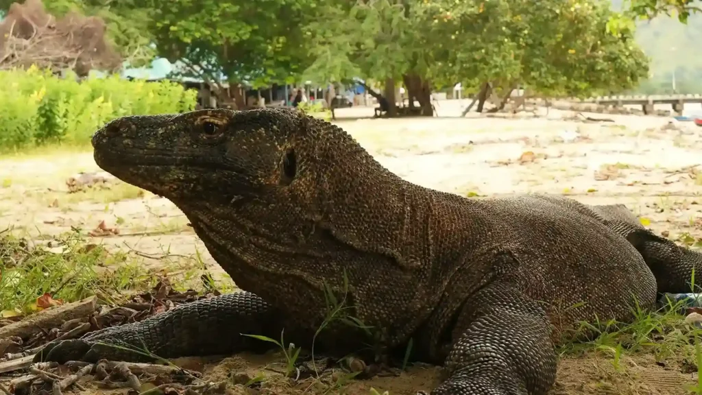 Komodo Dragon Labuan Bajo | Labuan Bajo Tour | IndonesiaJuara Trip