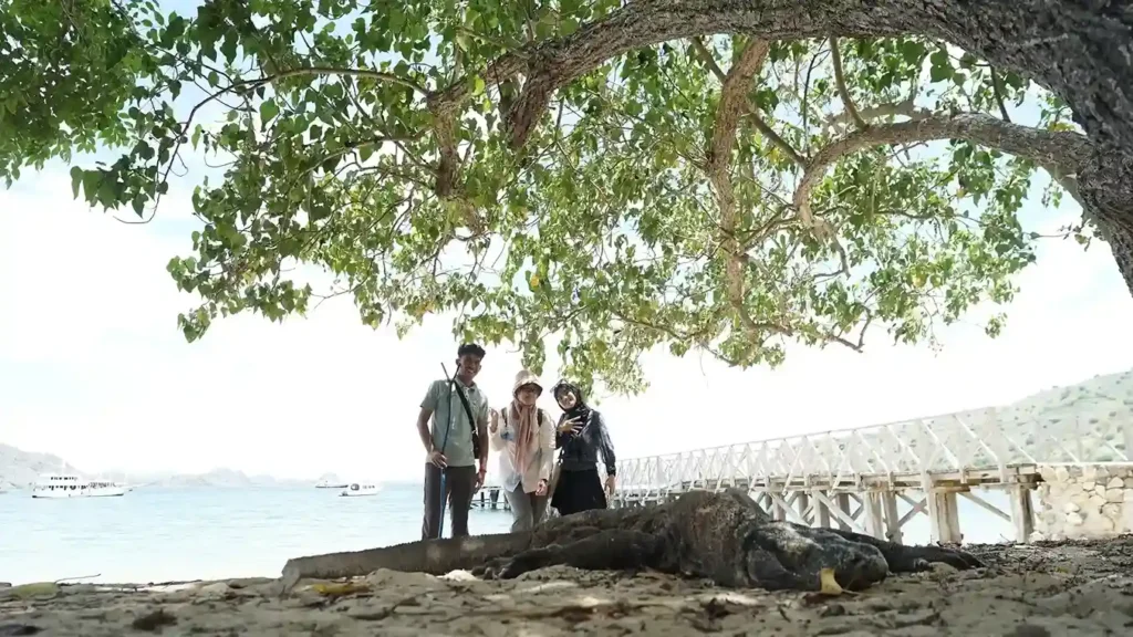 Komodo Dragon Labuan Bajo | Labuan Bajo Tour | IndonesiaJuara Trip