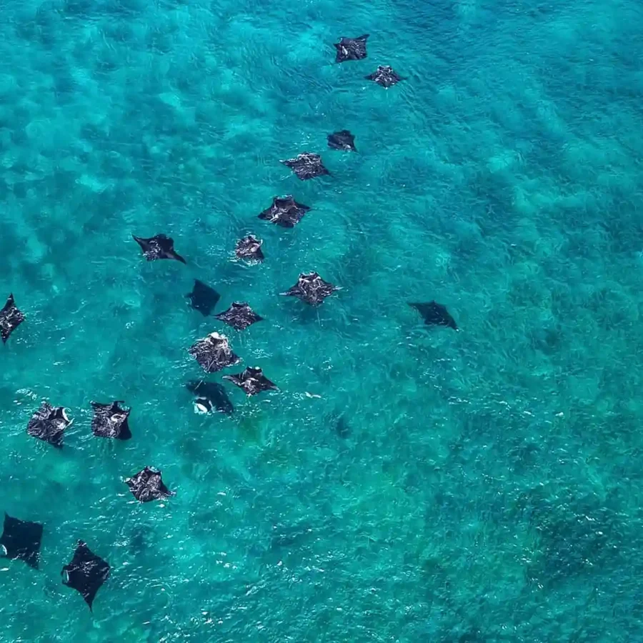 Pari Manta Labuan Bajo | Labuan Bajo Tour | IndonesiaJuara Trip