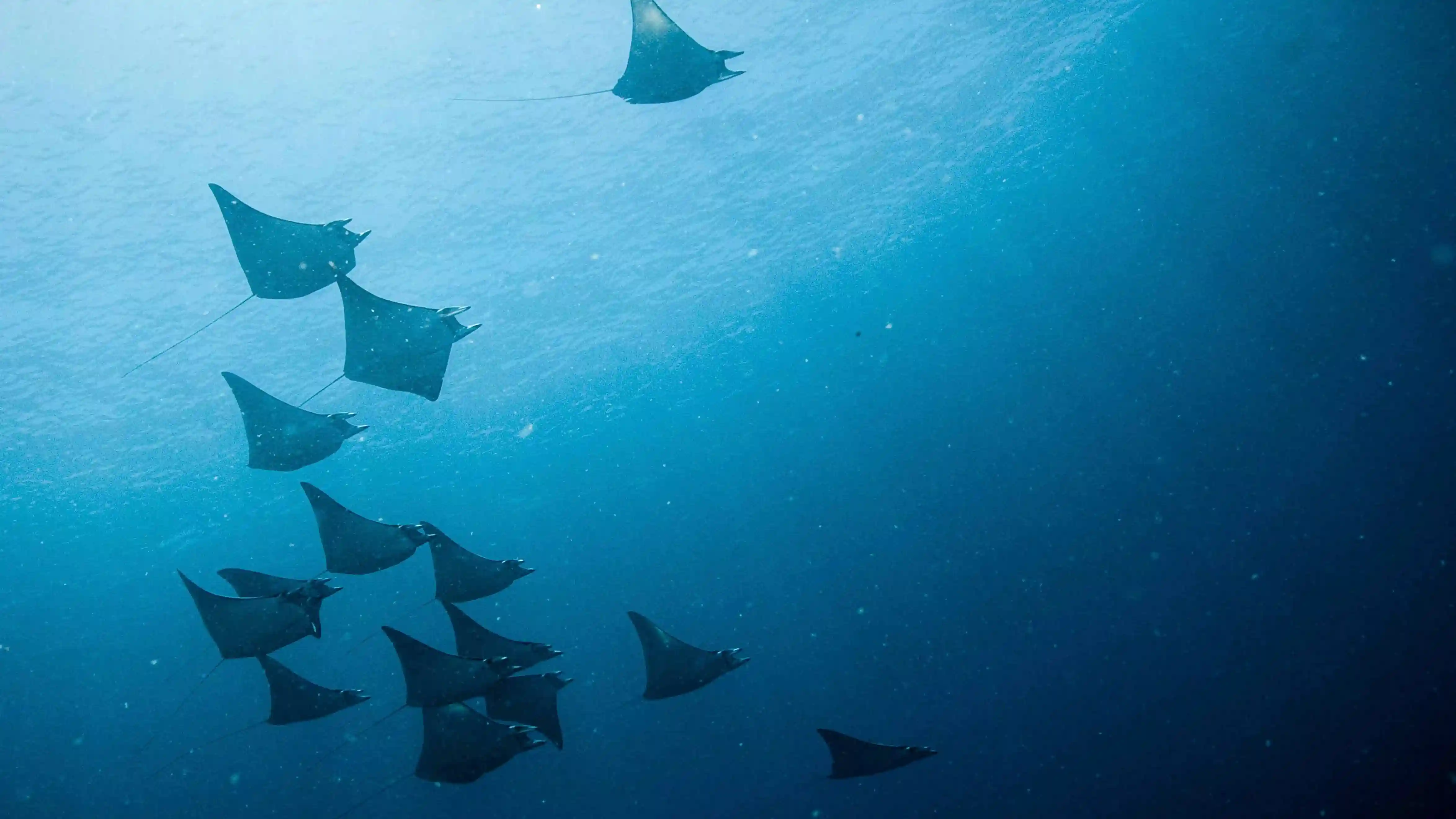 Diving Manta Nusa Penida