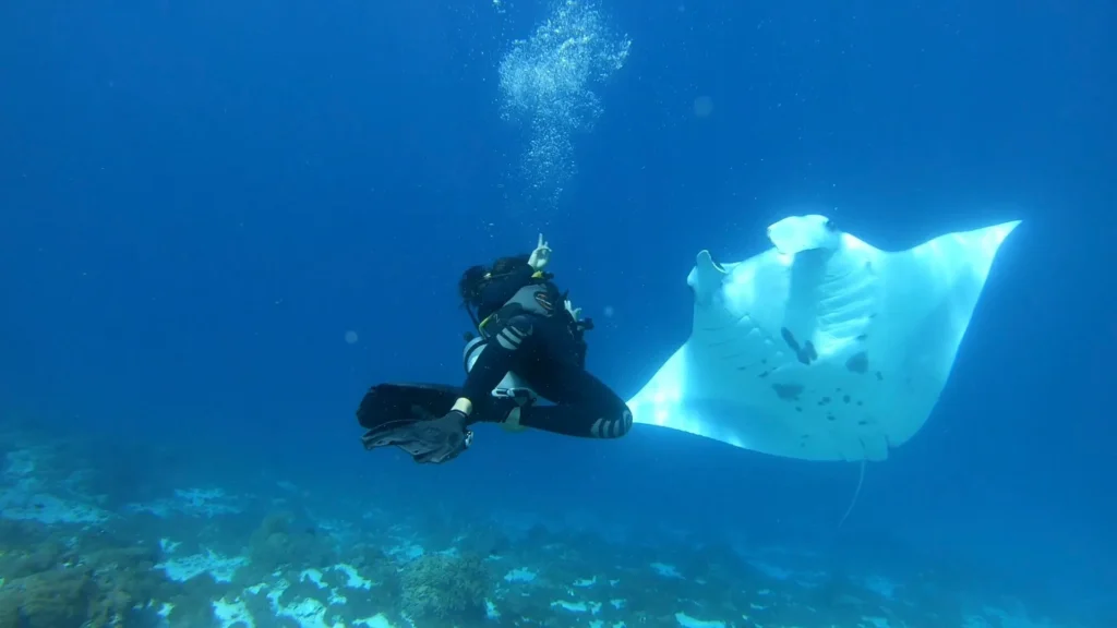Pari Manta Labuan Bajo | Labuan Bajo Tour | IndonesiaJuara Trip