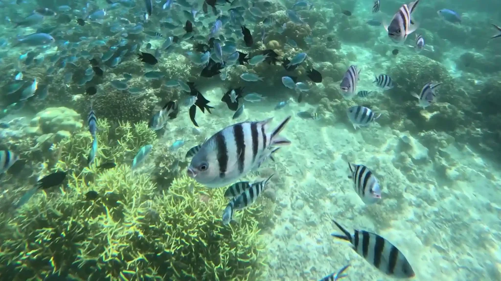 Underwater Labuan Bajo | Labuan Bajo Tour | IndonesiaJuara Trip